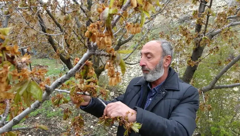 Zirai Don Alarmı: Albastı Kirazı Üreticileri Ciddi Kaybıyla Yüz Yüze