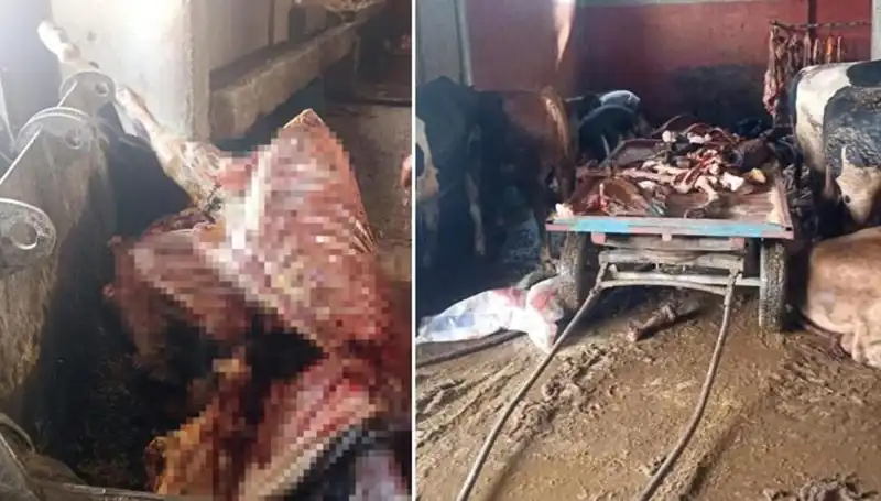 Adana'da Şok Edici At Eti Operasyonu: 2,5 Ton Ele Geçirildi!