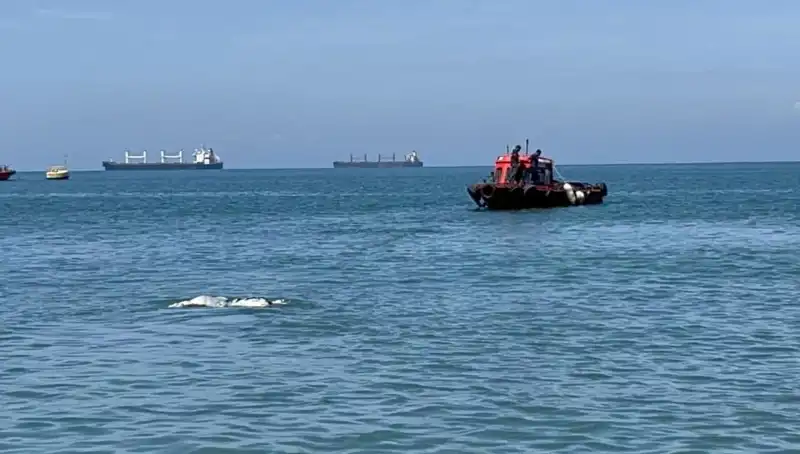 Denizin Ortasında Angus Şaşkınlığı: Hayvanların Da Dalgalarla Dansı