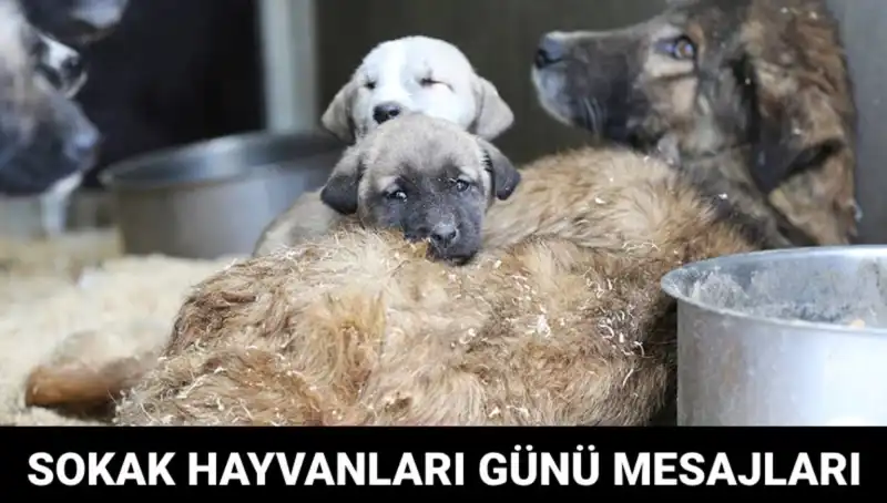 4 Ekim Dünya Sokak Hayvanları Günü: Hayvanseverlerin Farkındalık Günü