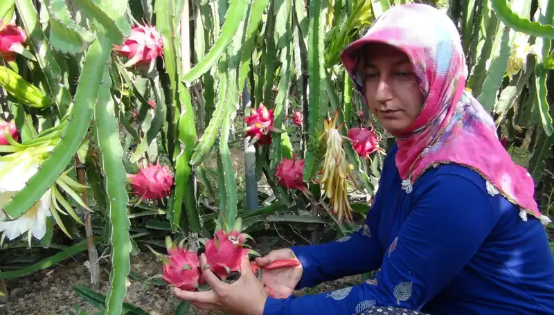 Emekli Oldu, Pitaya Üretmeye Başladı: Kilosu 200 TL'den Satıyor!