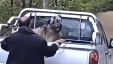 Trabzon'da Sokak Hayvanlarına İhanet: Köpeği Halatla Döküne Dövme Olayı