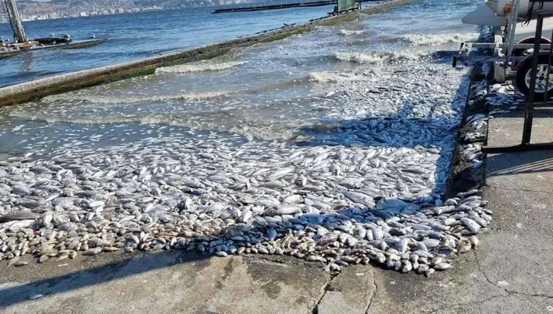 İzmir Körfezi'nde Yapılacak Yeni Projelerle Doğa Dostu Gelişmeler!