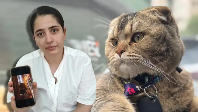 Evliliğin Kaderi Sevimli Bir Kedinin Patileriyle Belirleniyor
