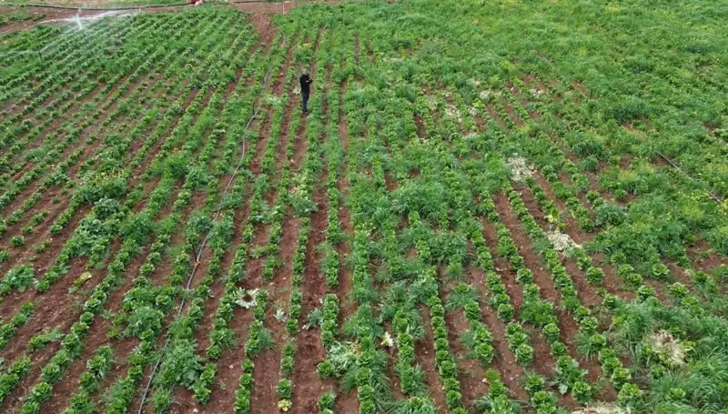 Kuraklık Marul Hasadını Düşürdü: Üreticiler Zor Günler Geçiriyor
