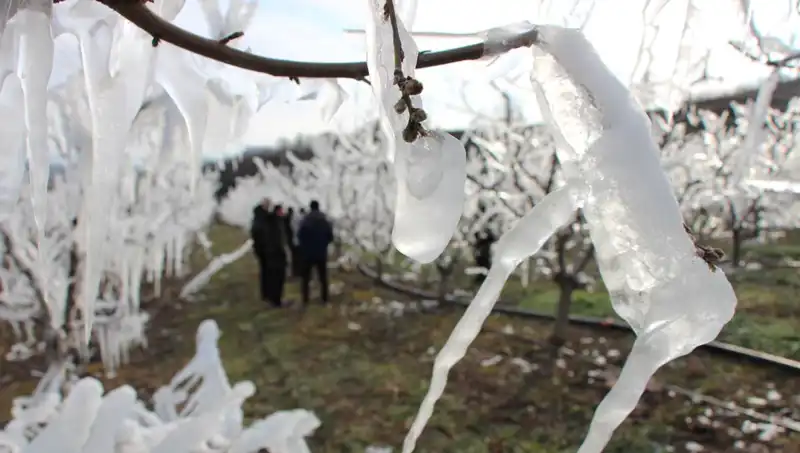 Soğuk Hava Şoku: Dondurulan Ağaçların Tomurcukları Patladı!