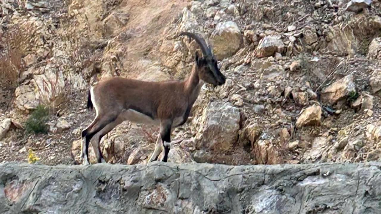 Yaban Keçisini Avlayan Kişiye 661 Bin Lira Cezası!