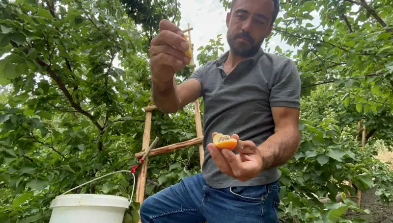Lezzetiyle Dikkat Çeken Ürün: 50 TL ile 70 TL Arası Fiyatlarıyla Alıcı Buluyor