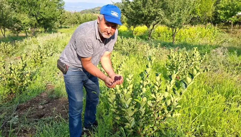 Üç Yıl Önce Ektiği Ağaçlar Bu Yıl İlk Meyvelerini Verdi, Kilosu 200 TL