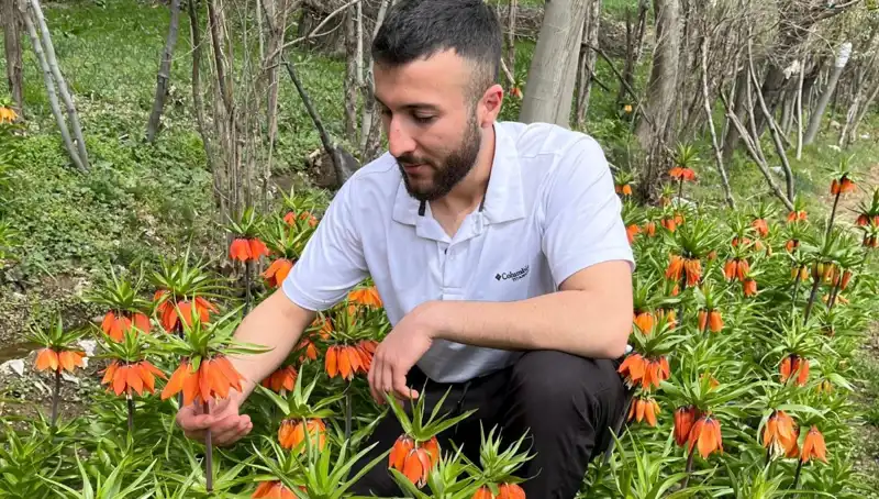 Ağlayan Gelin: 20 Günlük Ömrü ile Doğaya Zararı ve Yüksek Cezası