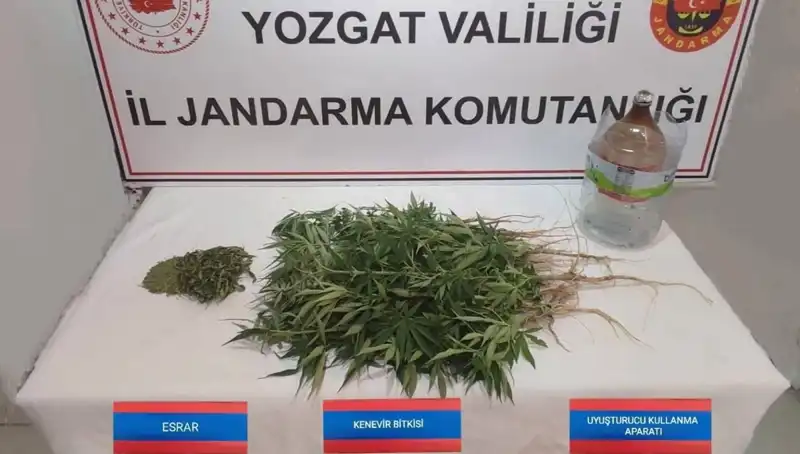 Yozgat'ta Soygun Gibi Kenevir Operasyonu: 40 Kök Ele Geçirildi!