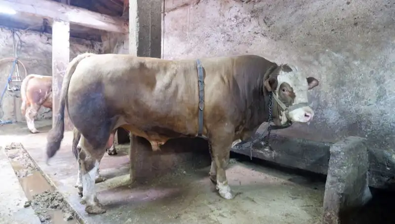 Tam 1 Ton 200 Kilo! Bu Eşyanın Fiyatı Gerçekten Şaşkına Çeviriyor