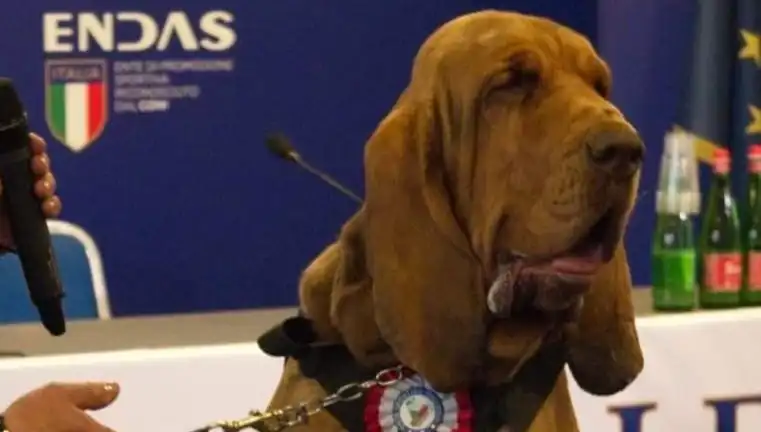 Arama Köpeğine Suikast! Çivili Sosisle Öldürüldü, Şok Eden Detaylar Ortaya Çıktı