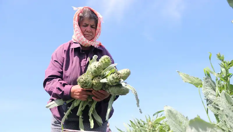 Tarladan Sofralara: Yüksek Fiyatlar ve Tarımın Geleceği