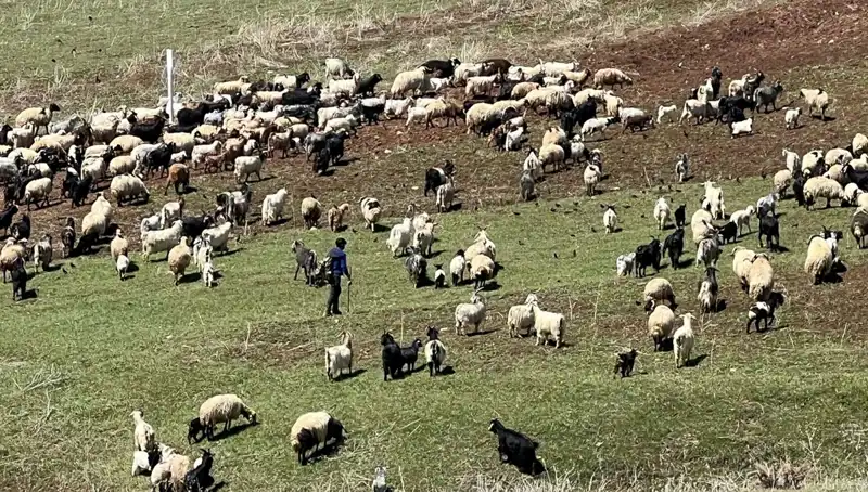 Türkiye'nin Çoban Krizi: 70 Bin Lira Maaş Yetersiz mi?