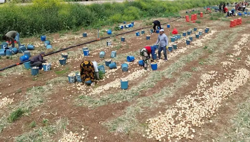 Bu Yıl Soğan Hasadı Başladı: Fiyatlar Nasıl Etkilendi?