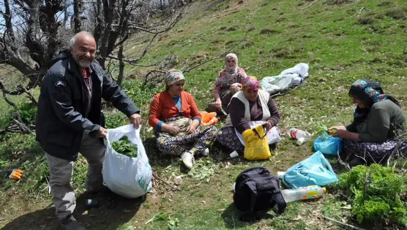 Doğa Aşkı: Yürüyerek Toplanan Mantarların Ekonomik Değeri