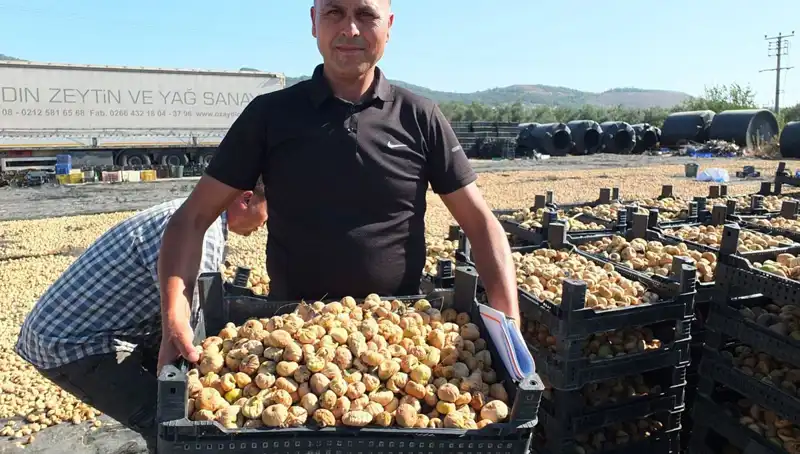 Balıkesir’de Hasat Başladı: Yüksek Kalite Ürünler Çin ve Rusya Pazarında
