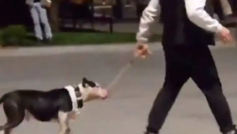 Ağızlıksız Pitbull, Diğer Köpekleri Sokakta Saldırdı: Sahibine Ceza Yağdı