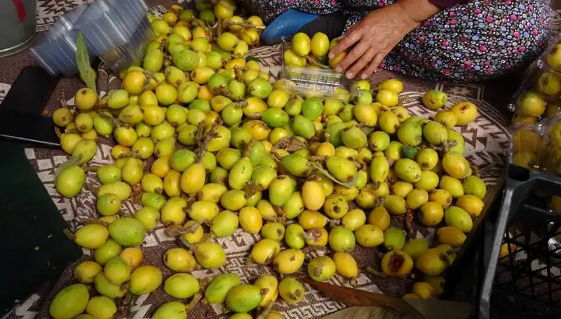 Muşmula Hasadı Başladı: Fiyatlar Kilosu 150 TL’yi Buldu