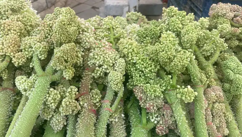 Doğal Şifa: Dağlarda Yetişen Şekerin Faydaları Keşfedildi