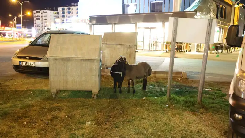 Mor Karaman Irkı Koyunlar Yolda Terk Edildi: Doğa Katliamına Dikkat Çekiliyor