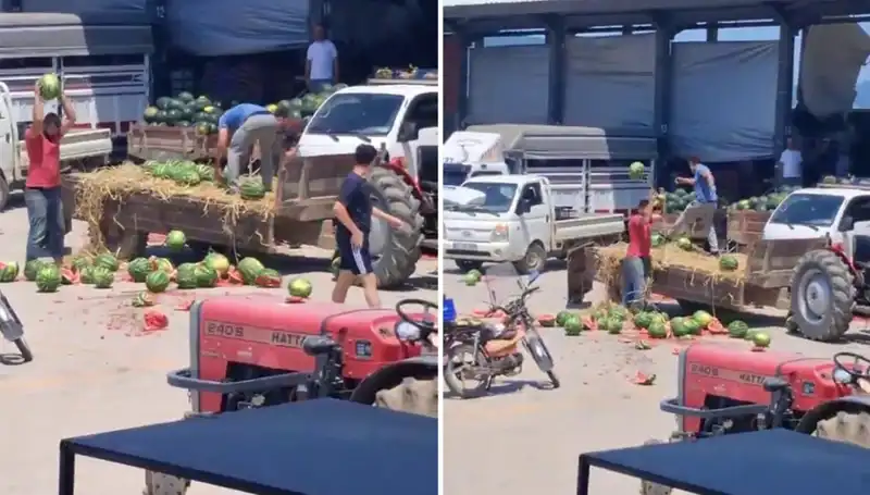 Karpuzları Yere Atıp Parçalayan Çiftçilere Yüzde Yüz Kayıp Riski: Tazminat Yok!