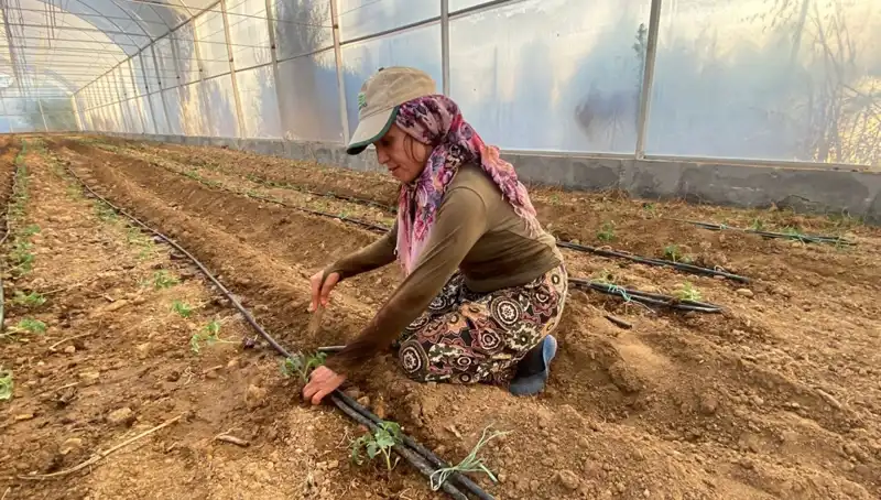 Fideler toprakla buluştu: Tarımda devrim niteliğinde yenilikler