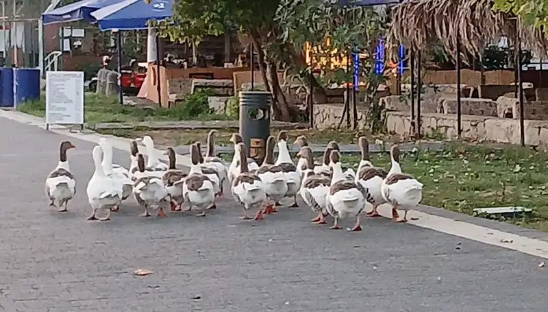 Denizde Yüzdüler, Kümese Kapandılar: Kazların Gizemli Ölümü!