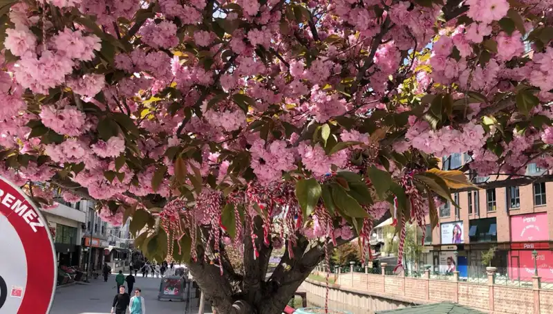 Süs Erik Ağaçlarına Martenitsa Bağlama Geleneği: Ne Anlama Geliyor?