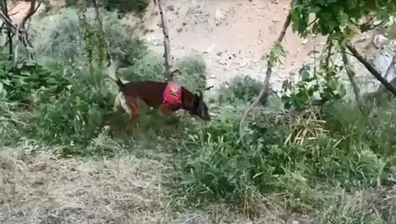 Dedektör Köpeklerin Başarısıyla Elde Edilen Şaşırtıcı Esrar Bulundu