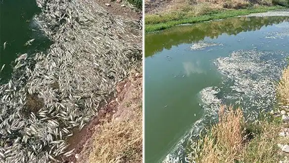 Karasu Çayı'ndaki Balık Ölümleri: Nedenleri ve Etkileri Üzerine Derinlemesine İnceleme