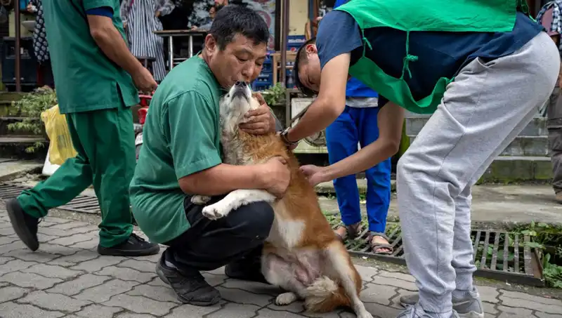 Filipinler'de Kuduz Alarmı: 2024 Yılı İçinde 426 Can Kaybı