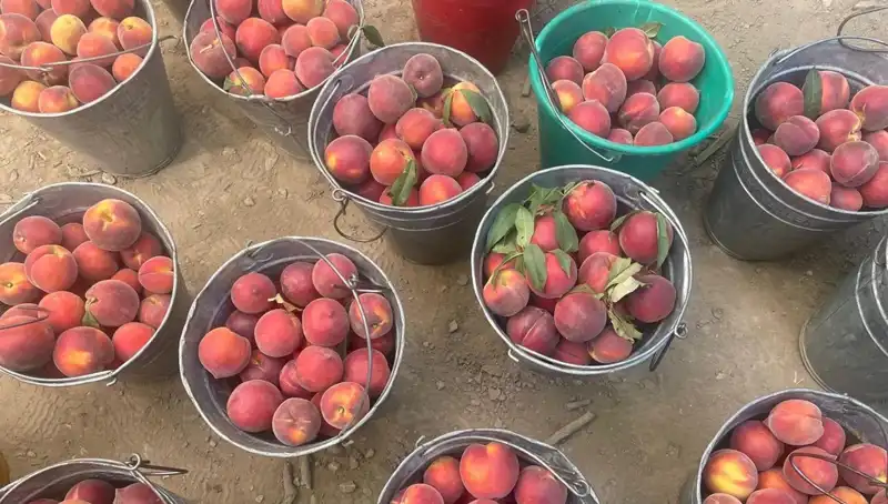 Çiftçiler Gözünü Hasada Çevirdi: Fiyatlar 100 Liraya Dayandı!