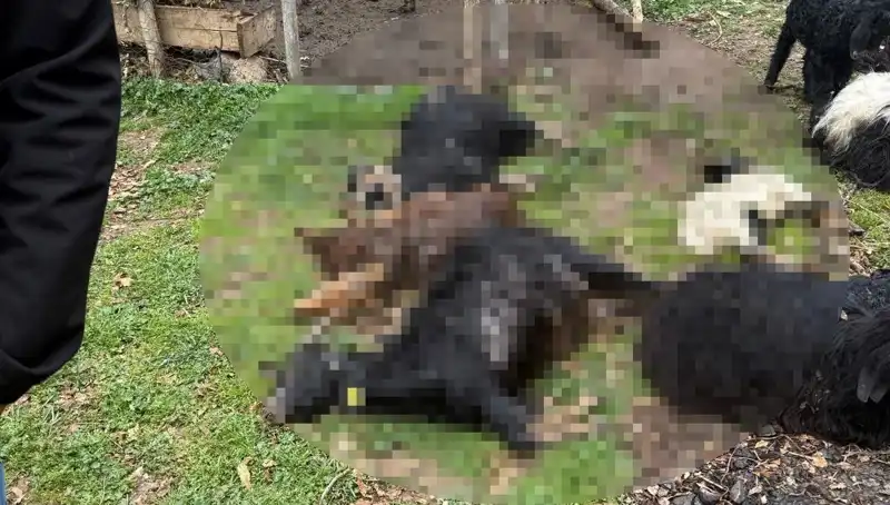 Sahipsiz Köpekler, Köyde 18 Keçiyi Telef Etti: Hayvan Sahipleri Ne Yapmalı?