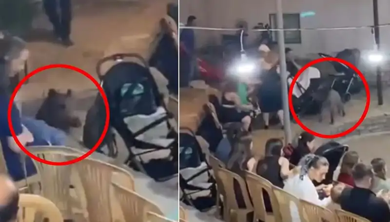 Düğün Yemeğine Yaban Domuzu Baskını: Neler Oldu?