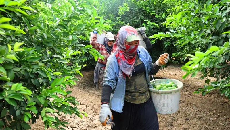 Marketlerdeki Domates Fiyatları Zirve Yaptı, Hasat Başladı!