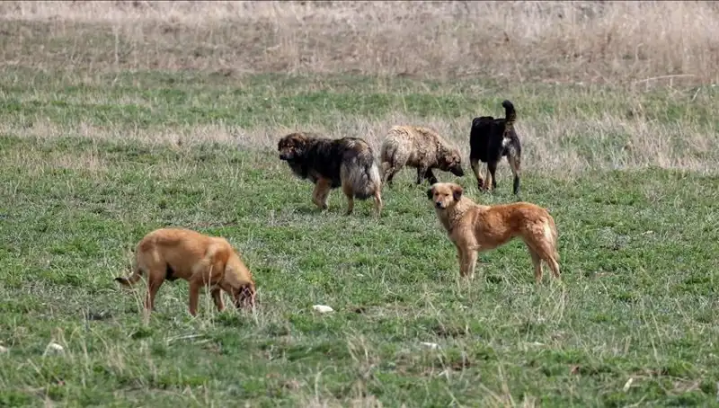 Ankara'da Sahipsiz Köpekler İçin Yeni Cezalar: 71 Bin Lira Şoku