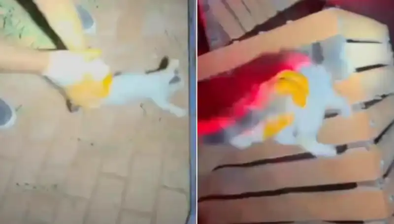 Gece Yarısı İtfaiyesi, Yüksek Ağaçta Sıkışan Kediyi Kurtardı