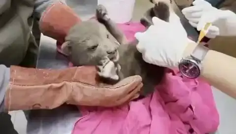 Karabük'te Yavru Bozayı Bulundu: Doğanın Gizemleri Ortaya Çıkıyor!
