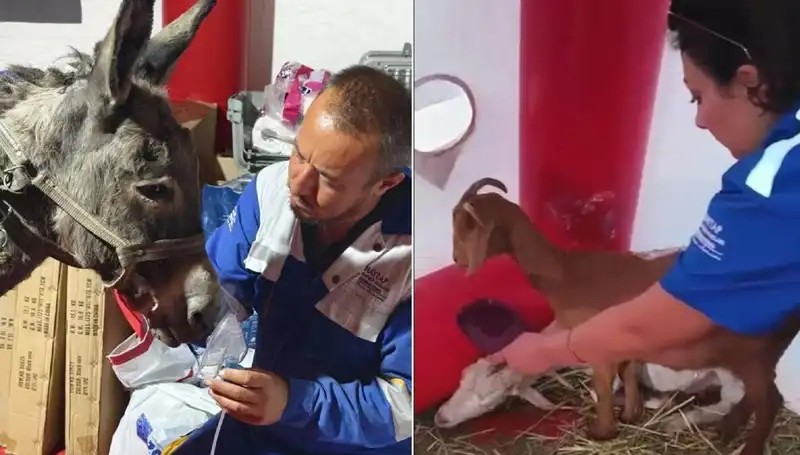 Yangından Etkilenen Eşeğe Uygulanan Oksijen Maskesi Duygulandırdı