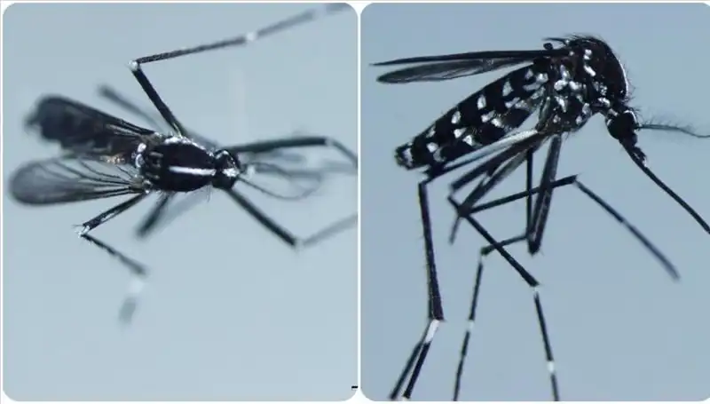 Chikungunya Virüsü Nedir? Ülkeler ve Belirtiler Hakkında Bilmeniz Gerekenler