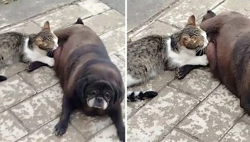 Erzurum'un Sokaklarında Eşsiz Bir An: Bir Köpek, Kediye Anne Oldu!