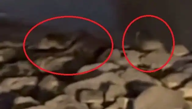 Nesli Tükenmekte Olan Üç Canlı Türü Diyarbakır'da Görüntülendi!