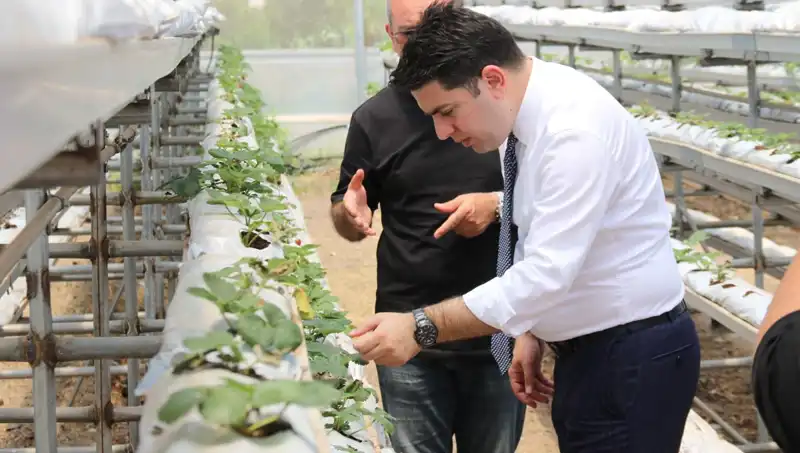 Topraksız Yerde Yetişen Damat Çatlatan Lezzet: Yenilikçi Tarımın Sırrı
